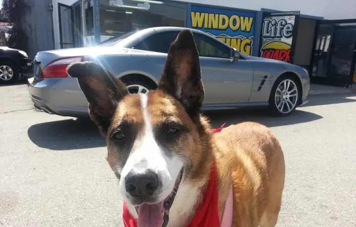 Bambi wearing a red bandana in front of a silver convertible outside AcutintPRO.