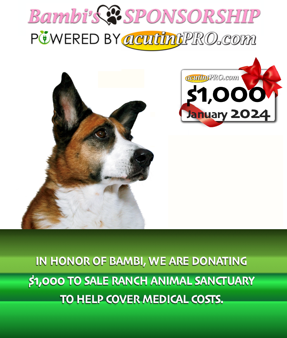 Bambi Sponsrship JAN 2024