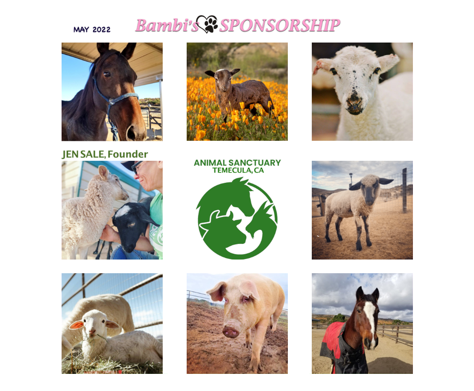 SALE RANCH ANIMAL SANCTUARY